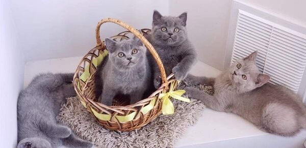 Cum o pisică îți poate schimba viața – povestea felinei Alisa Cum o pisică îți poate schimba viața – povestea felinei Alisa - Sputnik Moldova
