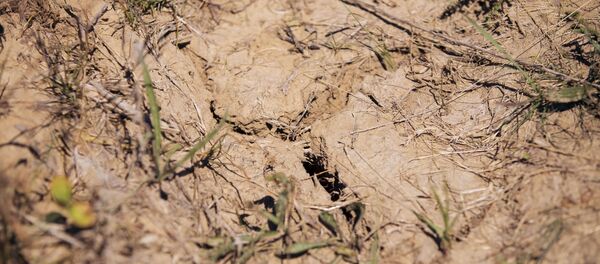 Secetă, Ciutești, Nisporeni, august 2020 Secetă, Ciutești, Nisporeni, august 2020 - Sputnik Молдова