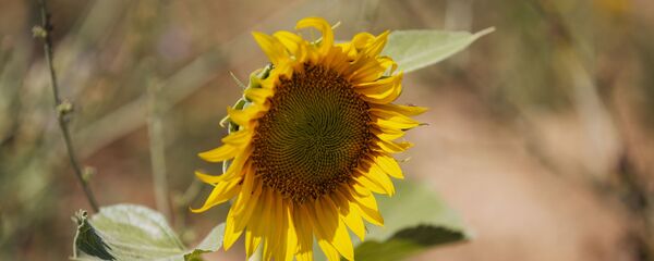 Secetă,florea soarelui, Ciutești, Nisporeni, august 2020 Secetă,florea soarelui, Ciutești, Nisporeni, august 2020 - Sputnik Молдова