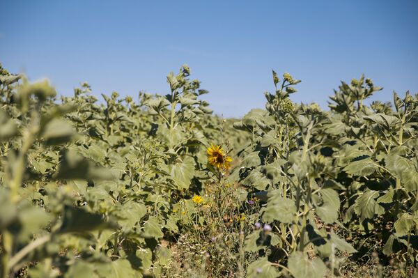 Продавцы семечек на Центральном рынке Кишинева: урожай этого года слабый Продавцы семечек на Центральном рынке Кишинева: урожай этого года слабый - Sputnik Молдова