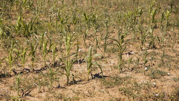 Высохшее поле кукурузы, август 2020 - Молдова, архивное фото. - Sputnik Молдова
