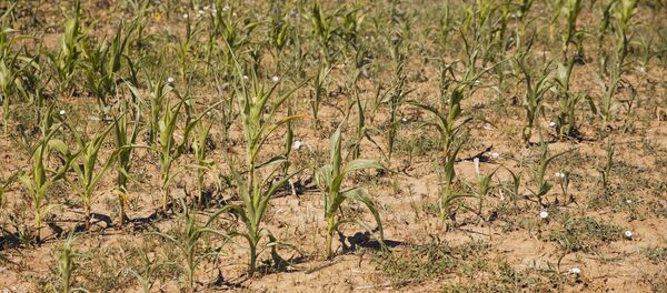 Высохшее поле кукурузы, август 2020 - Молдова, архивное фото. - Sputnik Молдова