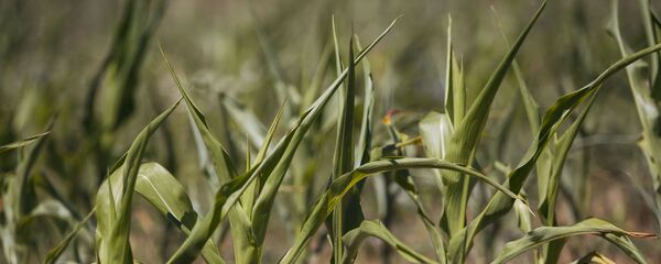 Secetă,porumb, Ciutești, Nisporeni, august 2020  - Sputnik Moldova-România