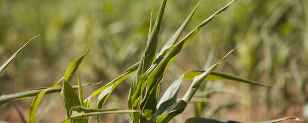 Secetă,porumb, Ciutești, Nisporeni, august 2020  - Sputnik Молдова