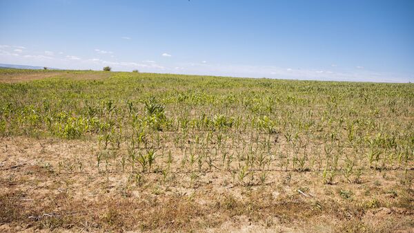 В преддверии выборов фермеры, пострадавшие от непогоды, получат 100 млн леев - Sputnik Молдова