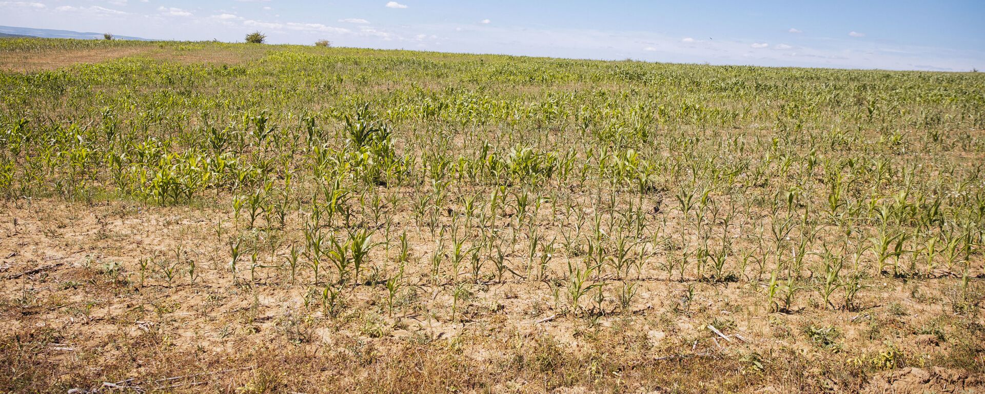 В преддверии выборов фермеры, пострадавшие от непогоды, получат 100 млн леев - Sputnik Молдова, 1920, 11.09.2025