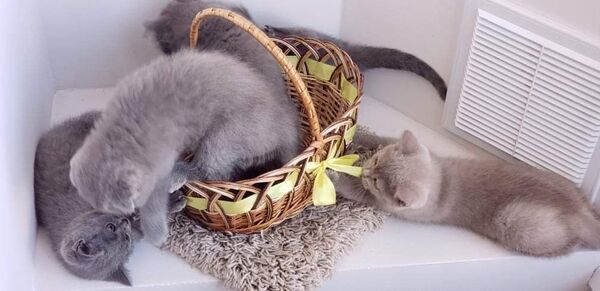 Cum o pisică îți poate schimba viața – povestea felinei Alisa Cum o pisică îți poate schimba viața – povestea felinei Alisa - Sputnik Moldova