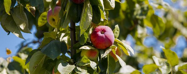 Mere satul Leordoaia, raionul Călărași - Sputnik Молдова