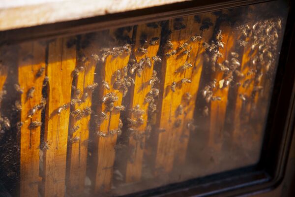 Пчеловоды надеются, что в следующем году ситуация будет лучше, и они смогут оправиться от потерь нынешнего сезона. - Sputnik Молдова
