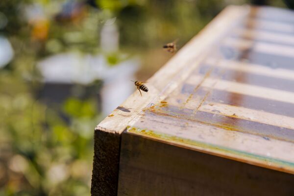 Меда не хватит даже для зимовки насекомых. Для этого необходимо около 15-20 килограммов продукта на каждую пчелиную семью. - Sputnik Молдова