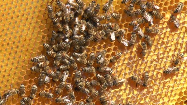 Страна осталась без меда: худший год для пчеловодов Молдовы  - Sputnik Молдова