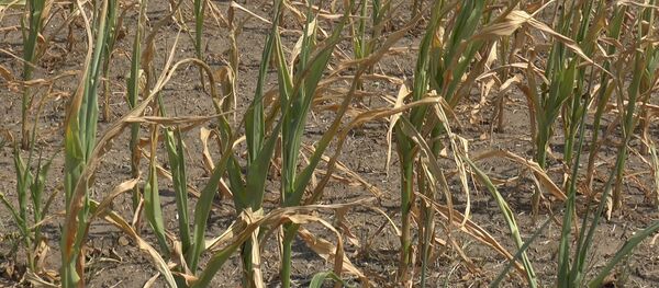 Засеянные земли засохли до того, как взошел урожай  - Sputnik Молдова