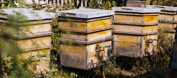 Пасека в Молдове - Sputnik Moldova