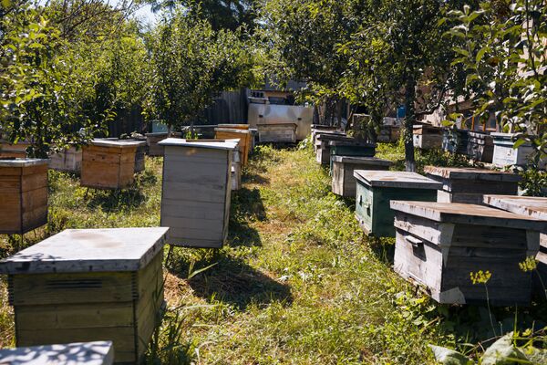 Familia Stegărescu din raionul Călărași practică apicultura din 1982. În stupina lor sunt 100-120 de stupi. - Sputnik Moldova