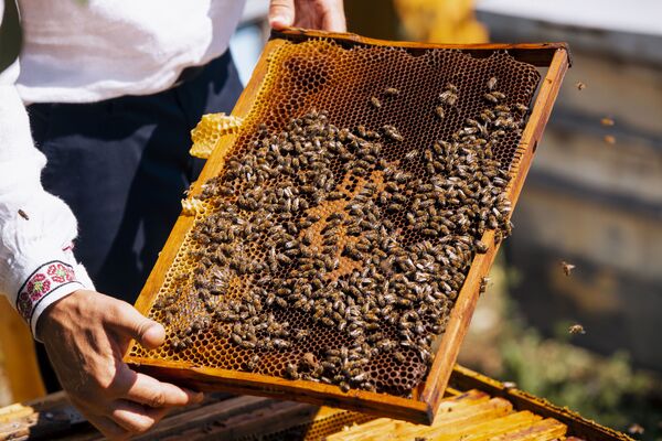 Deoarece nu există miere, albinele supraviețuiesc în acest an doar datorită eforturilor apicultorilor. Pentru a păstra insectele, acestea trebuie hrănite constant cu sirop de zahăr. - Sputnik Moldova