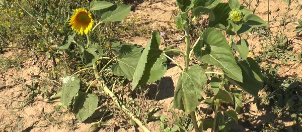 Agricultori, gata să lase tot și pe plece peste hotare  - Sputnik Moldova