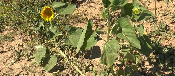 Крик отчаяния: аграрии готовы бросить все и уехать за границу - Sputnik Молдова