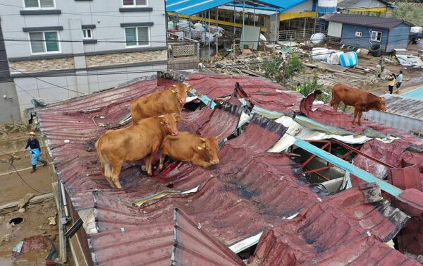 Коровы, застрявшие на крыше из-за наводнения в Южной Корее - Sputnik Молдова