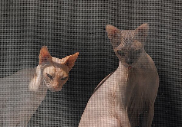 Две кошки породы сфинкс у окна - Sputnik Молдова