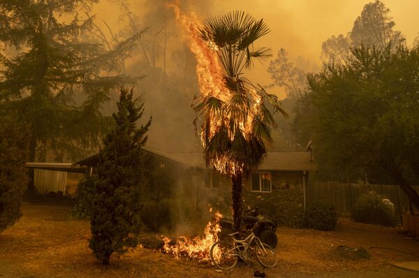Горящая пальма на у дома во время лесных пожаров в округе Напа в Калифорнии - Sputnik Moldova-România