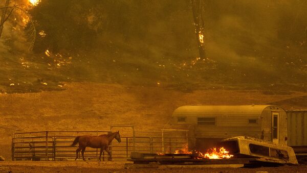 Огонь приближается к частной территории в округе Напа в Калифорнии - Sputnik Moldova-România