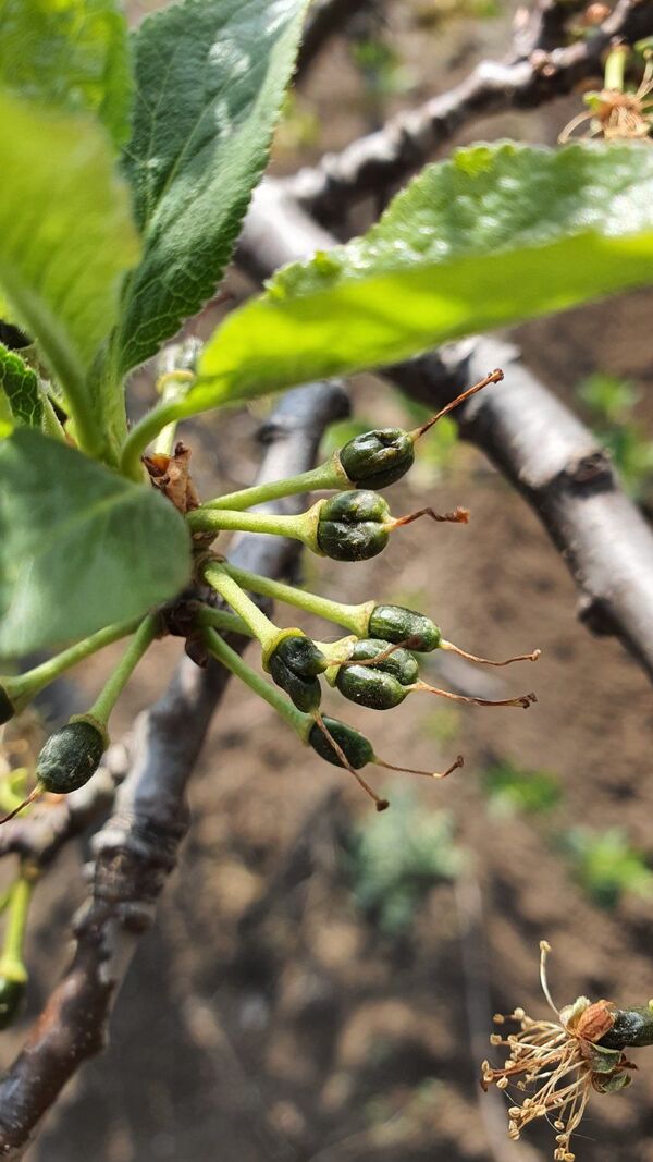 Аграрий из Гагаузии: почему из Молдовы не вышло Израиля - Sputnik Молдова