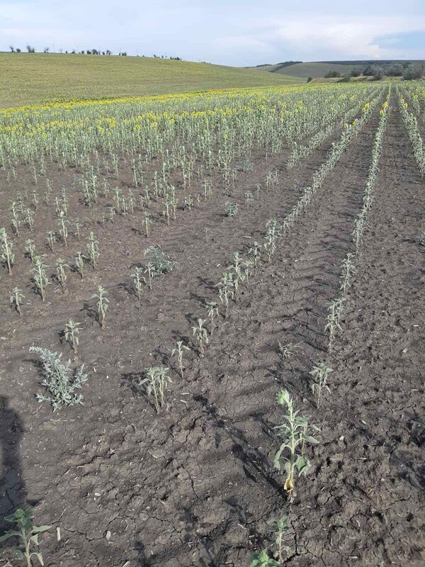 Аграрий из Гагаузии: почему из Молдовы не вышло Израиля - Sputnik Молдова