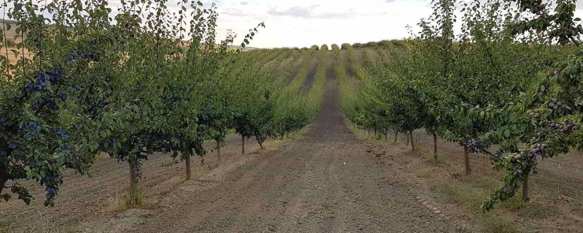 Садоводы призвали правительство Молдовы объявить режим ЧС в сельском хозяйстве - Sputnik Молдова, 1920, 31.05.2025