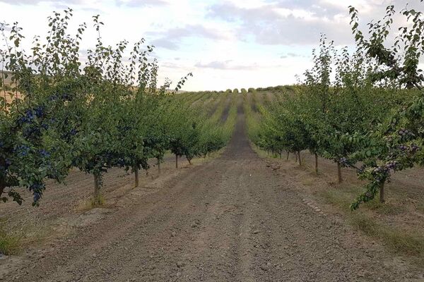 Слива этого года годится только для промышленной переработки - Sputnik Молдова