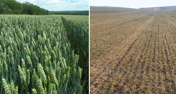 Аграрий из Гагаузии: почему из Молдовы не вышло Израиля - Sputnik Молдова