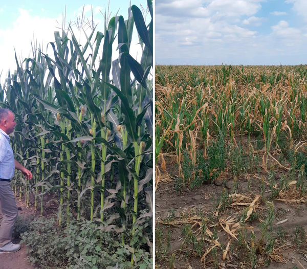 Аграрий из Гагаузии: почему из Молдовы не вышло Израиля - Sputnik Молдова