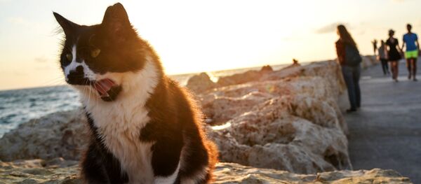 Побережье Средиземного моря в Тель-Авиве - Sputnik Молдова