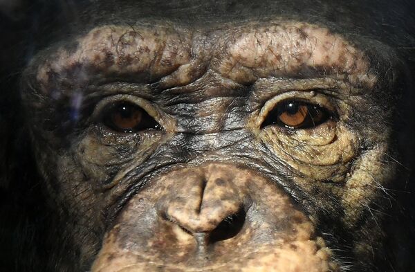 Молодая самка шимпанзе Анфиса в парке флоры и фауны Роев ручей на окраине Красноярска - Sputnik Молдова