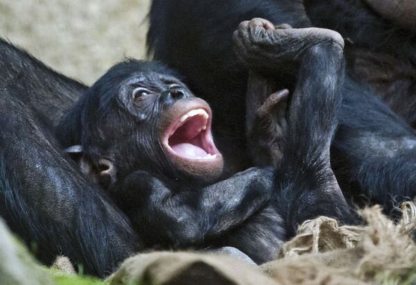 Детеныш бонобо в зоопарке Лейпцига, Германия  - Sputnik Молдова