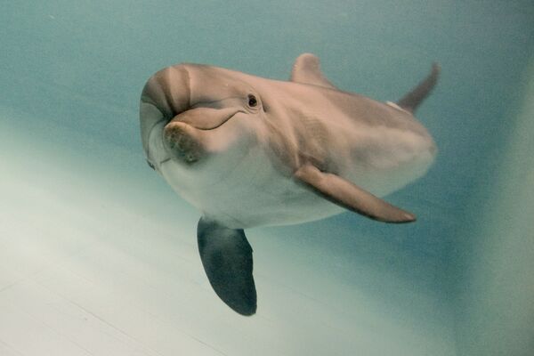 Дельфин-афалина в Московском дельфинарии - Sputnik Moldova-România