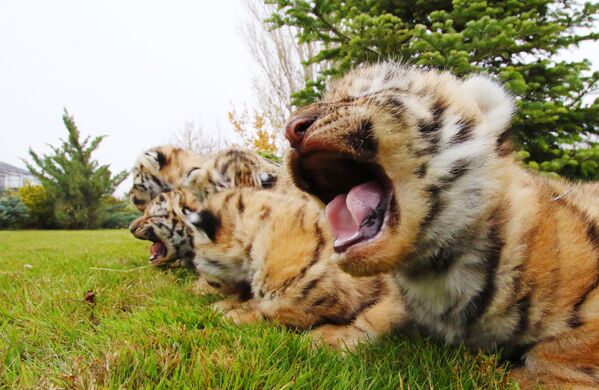 Новорожденные амурские тигрята в сафари-парке Тайган в Крыму - Sputnik Moldova-România