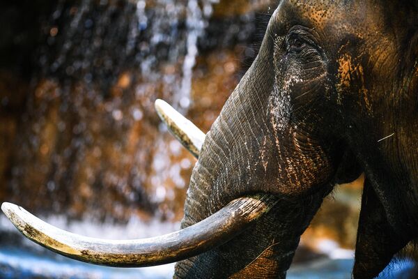 Африканский слон в Московском зоопарке - Sputnik Moldova-România