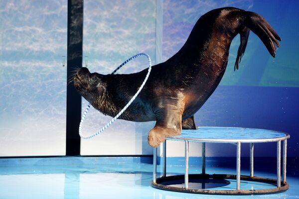 Калифорнийский морской лев во время репетиции дельфин-шоу «Легенда начинается» в океанариуме Дельфин в Екатеринбурге - Sputnik Moldova-România