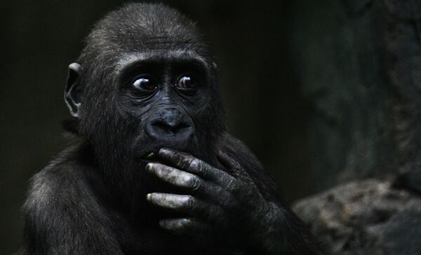 Западная равнинная горилла в Московском зоопарке - Sputnik Moldova