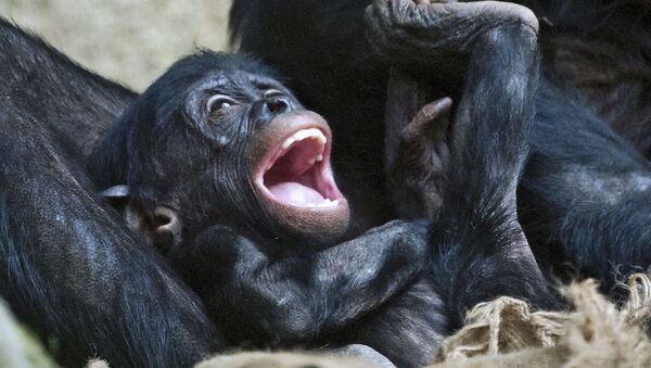 Детеныш бонобо в зоопарке Лейпцига, Германия  - Sputnik Moldova