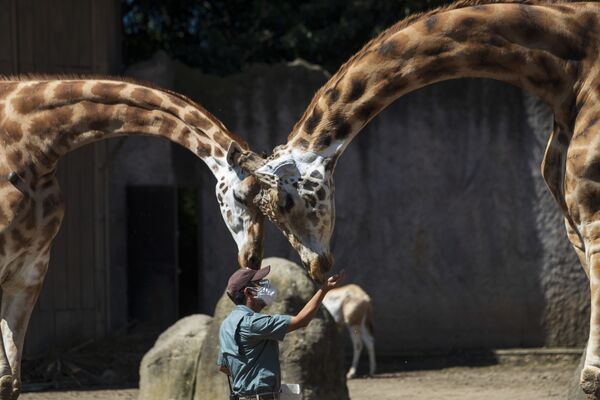Кипер кормит жирафов в La Aurora Zoo в Гватемале - Sputnik Молдова