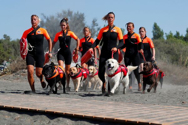 Группа итальянских женщин-спасателей со своими собаками на тренировке - Sputnik Молдова