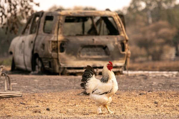 Петух у сгоревшего автомобиля в Вакавилле, Калифорния  - Sputnik Молдова