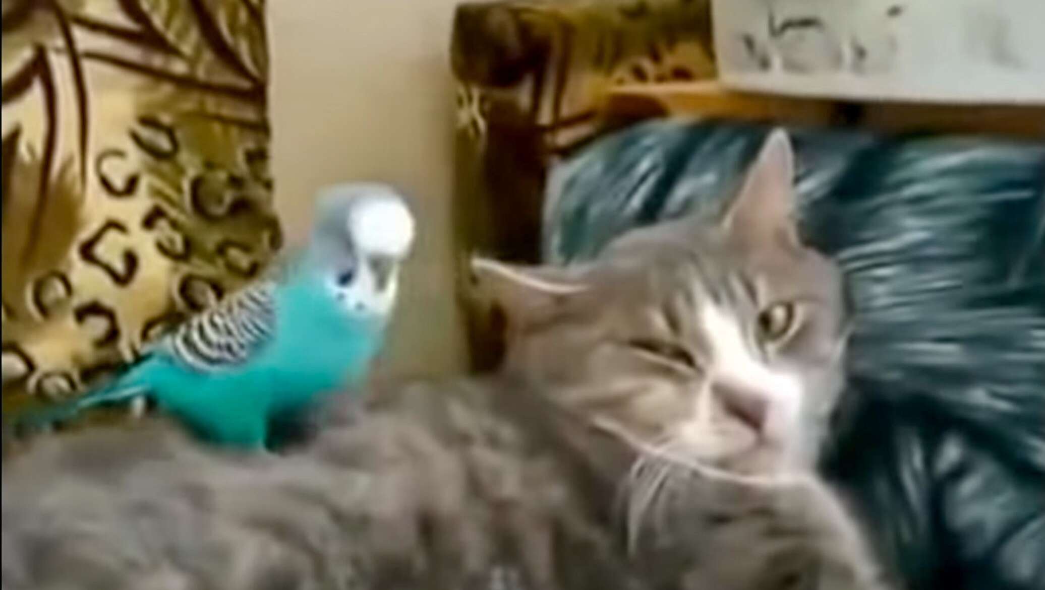 Говорящий кот попугай. Говорящий попугай и кот. Кот и попугай спят. Говорящие коты. Попугай разговаривает с котом.