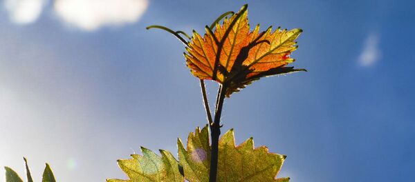 Виноградник - Sputnik Moldova