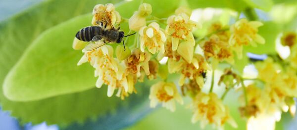 Липа Липа - Sputnik Moldova