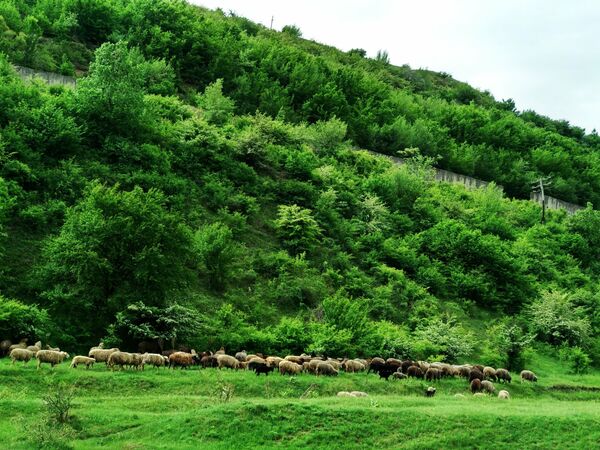 Тайны Шолданештского каньона: уникальное место Молдовы – фото Тайны Шолданештского каньона: уникальное место Молдовы – фото - Sputnik Молдова