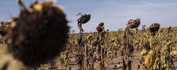 Подсолнечник после засухи - Sputnik Молдова