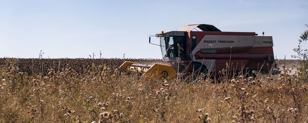 Подсолнечник после засухи - Sputnik Молдова