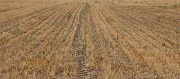 Сельхозугодья Тираспольского комбината хлебопродуктов - Sputnik Молдова